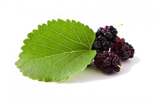 Mulberry leaf Extractt